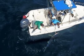 Mako Shark on the Fly