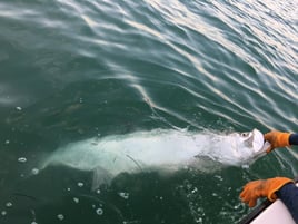 Tarpon Fishing in Key West, Florida