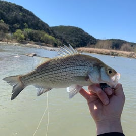 White Bass Fishing in Austin, Texas