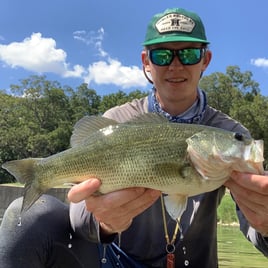 Texas Bass and Drum on the Fly