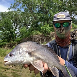 Freshwater Drum Fishing in Austin, Texas