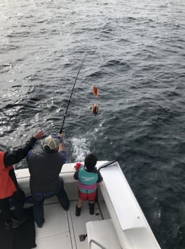 Local Rockfish and Yellowtail