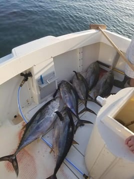 Offshore Tuna Chase