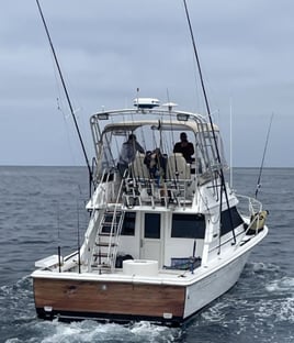 Offshore Tuna Chase