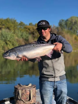 Sacramento River Kings on the Fly