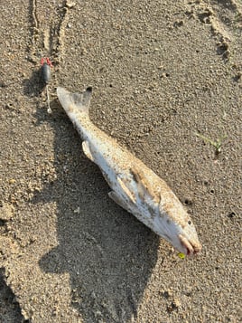 Redfish Fishing in Melbourne Beach, Florida