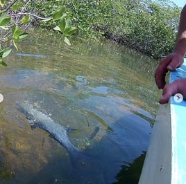 Cancun on the Fly