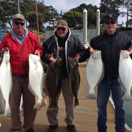 Striped Bass and Halibut Roundup