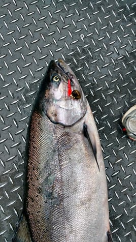 Columbia River King Salmon Classic