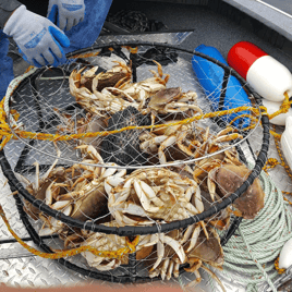 Oregon Crabbing Trip