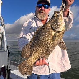 Tripletail Fishing in Crystal River, Florida