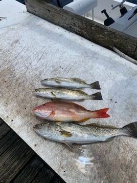 Destin Gulf Fishing