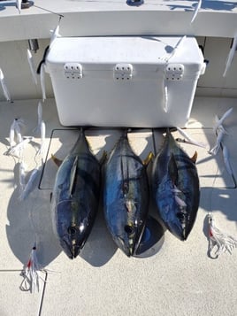 Blackfin Tuna Fishing in Montauk, New York