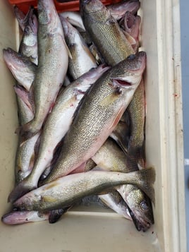 Late Erie Walleye and Perch