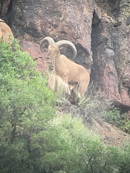 West Texas Aoudad Ram Hunt