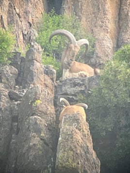 West Texas Aoudad Ram Hunt