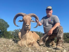 West Texas Aoudad Ram Hunt