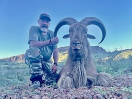 West Texas Aoudad Ram Hunt