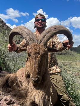 West Texas Aoudad Ram Hunt