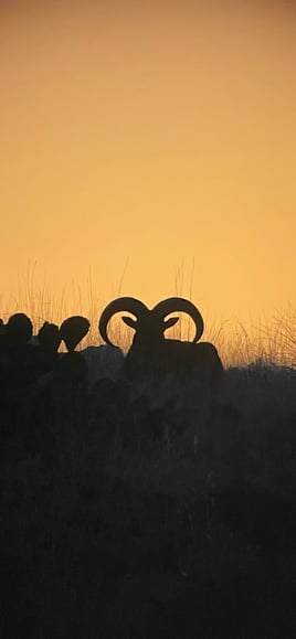 West Texas Aoudad Ram Hunt