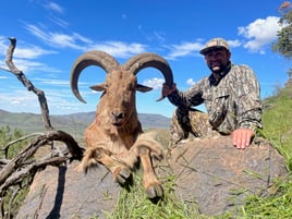 West Texas Aoudad Ram Hunt