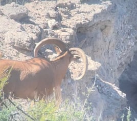 West Texas Aoudad Ram Hunt