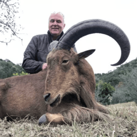 Hill Country Aoudad Ram Hunt