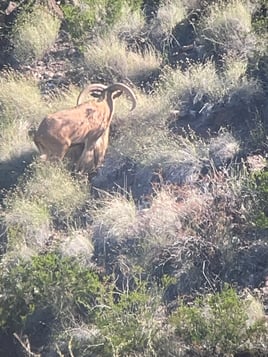 Hill Country Aoudad Ram Hunt