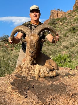 Hill Country Aoudad Ram Hunt