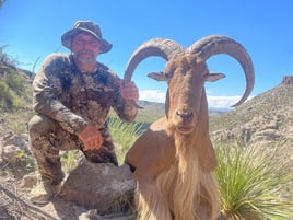 Hill Country Aoudad Ram Hunt