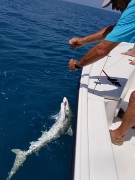 Half Day Shark Trip - 24' ProLine