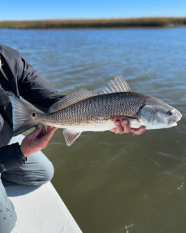 Reds on the Fly