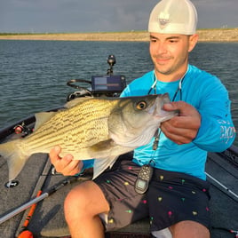 Hybrid Striped Bass Fishing in Austin, Texas