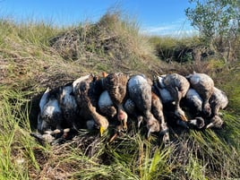 Coastal Bend Ducks