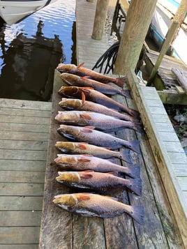 Exploring the Bayou