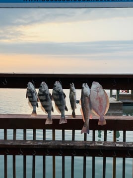 Black Drum, Flounder, Redfish Fishing in Corpus Christi, Texas