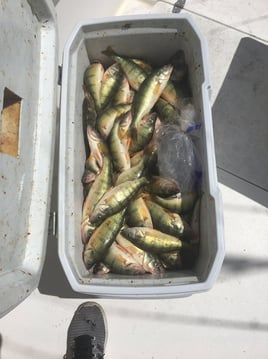 Full Day Perch Trip