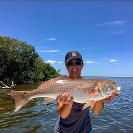 Redfish Fishing in Tampa, Florida