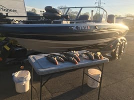 Lake Erie Walleye Hunt