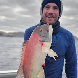 California Sheephead Fishing in San Diego, California