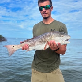 Redfish Fishing in Bokeelia, Florida