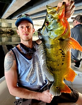 Peacock Bass Trophy Hunt