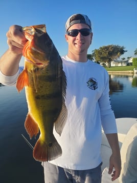 Peacock Bass Trophy Hunt