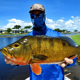 Peacock Bass Trophy Hunt