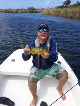 Peacock Bass Fishing in Vega Baja, Puerto Rico