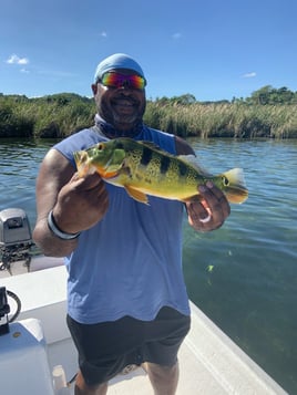 Peacock Bass Fishing in Vega Baja, Puerto Rico