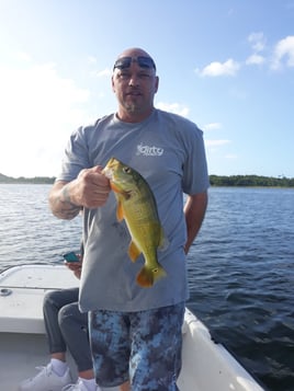 Peacock Bass Fishing in Vega Baja, Puerto Rico