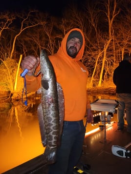 Eastern Shore River Bowfishing