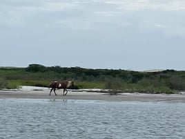 Ocean City Clamming, Island Hopping, Booze Cruise