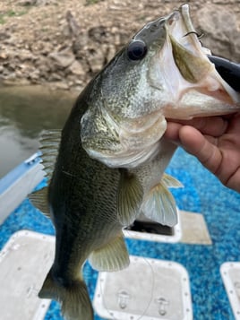 Austin, TX Bass Fishing